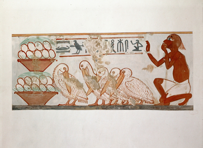 Trapper with pelicans …