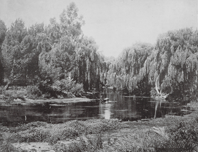 New Zealand, 1890s: On the Avon (b/w photo)