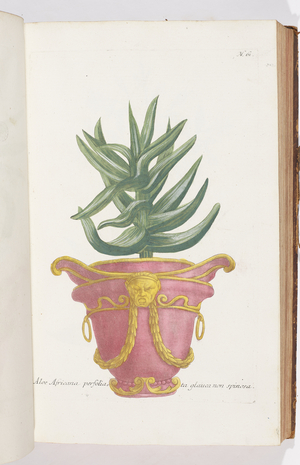 Aloe Africana , 1737 (engraving)