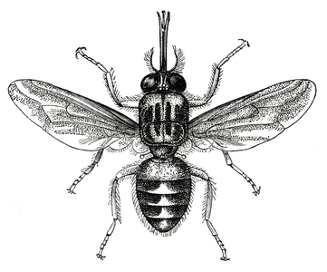 Tsetse Fly, Africa, Illustration, 1885