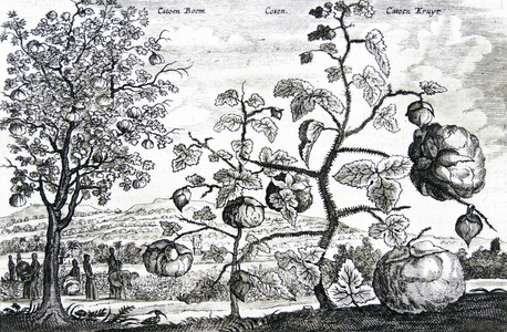 Cultivation of cotton in China, 17th century (engraving)