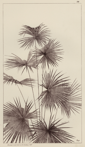 Palm (litho)