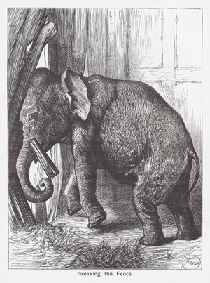 Breaking the Fence (engraving)