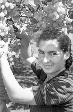 BITTER GRAPES - GRAPE HARVEST, 1954 (photo)
