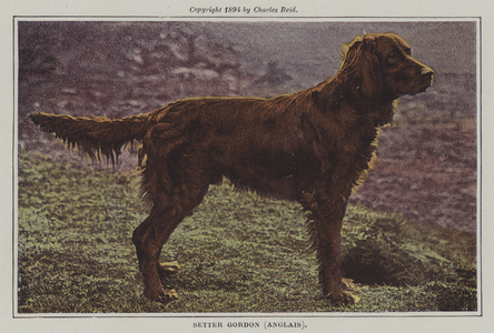 Gordon Setter (colour photo)