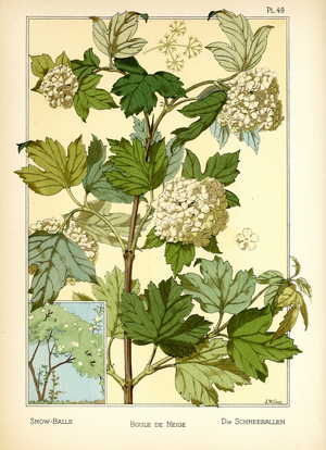 The Snowballs (colour litho)