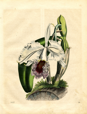 White Cattleya Orchid (hand-coloured engraving)
