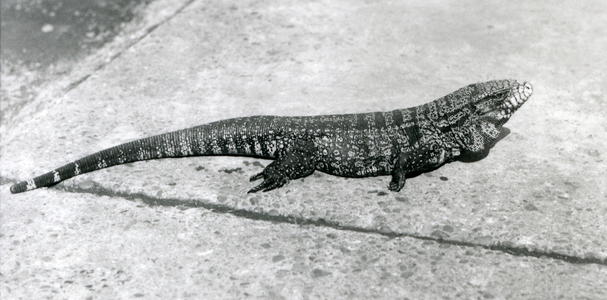 A Common/Gold/Golden/Black/Columbian Tegu or Tiger Lizard at London Zoo in August 1926 (b/w photo)