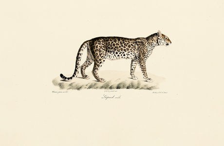 Leopard, male, 1824 (hand-coloured litho)