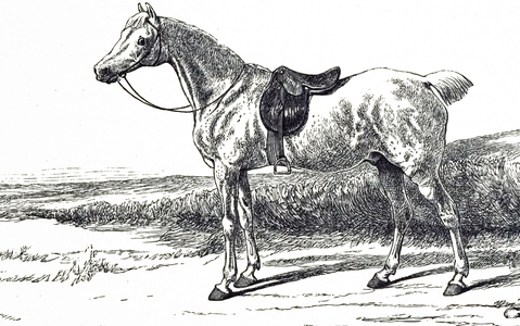 An engraving depicting a useful Cob, 19th century
