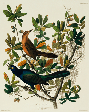 Quiscalus major, boat-tailed grackle, Plate 187 from John James Audubon's Birds of America, original double elephant folio, 1827-30 (hand-coloured aquatint)