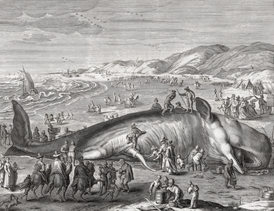 Sperm whale stranded on beach