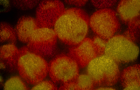 Apples, 2004 (photo)