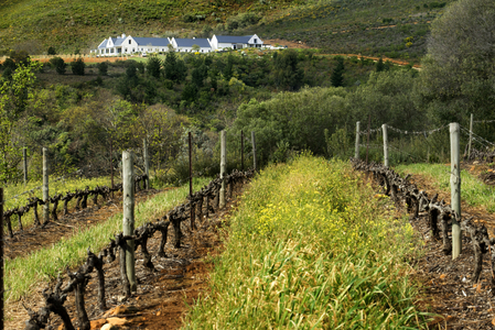 Vineyards in Waterford State Farm, Stellenbosch, South Africa, 2018 (photo)