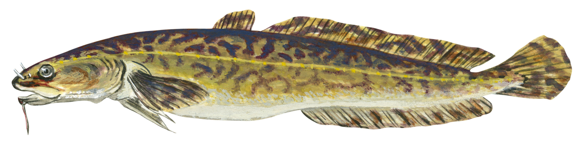 Burbot