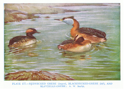 Red Necked Grebe and Black Necked Grebe, illustration from 'British Birds' by Kirkman & Jourdain, 1966 (colour litho)