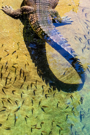 False Gharial (Tomistoma schlegelii), 2014 (photo)
