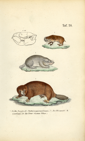 Mole-rats and Beaver, 1850 (lithography)