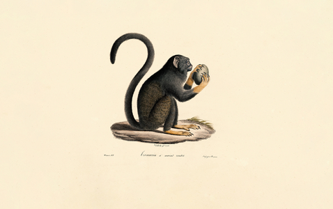 Mona Monkey with Fruit, 1824 (hand-coloured litho)
