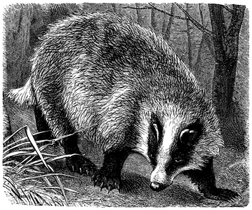 Badger