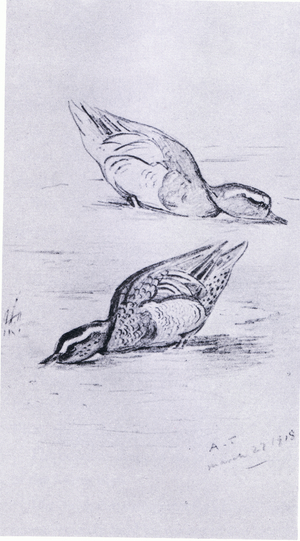 Garganey feeding, pub. by Book Club Associates, 1972 (litho)