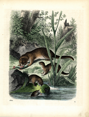 European Otter Family at Water's Edge (hand-coloured engraving)