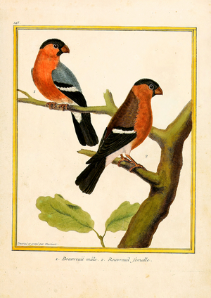 Bullfinch Male and Female (print)