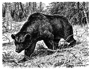 Brown bear
