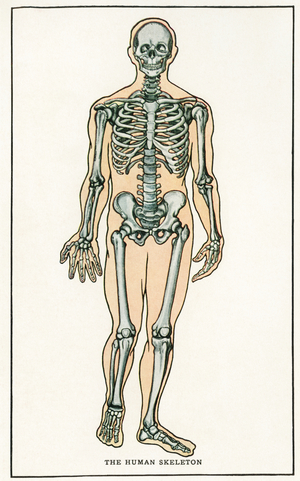 Vintage Anatomical Print of the  Human Skeleton, 1912 (screen print)