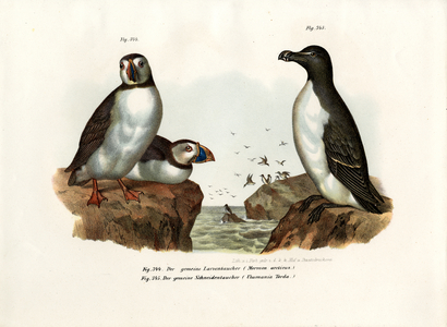 Artic Puffin, 1864 (colour litho)