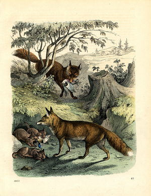 Red Fox with Cubs and Prey (hand-coloured engraving)