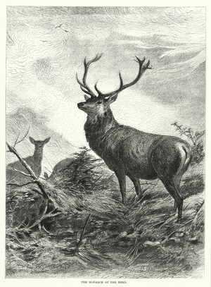 The monarch of the herd (engraving)
