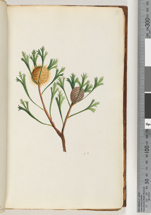 Page 19. Givee en (Watling 467/402) (w/c)