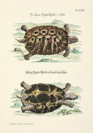 The Land Tortoise from Above and Below, 1748 (hand-coloured copperplate engraving)