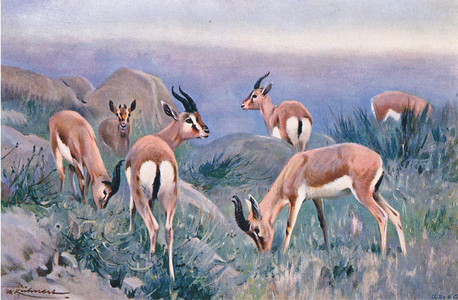 Gazelle, from Wildlife of the World published by Frederick Warne & Co, c.1900 (colour litho)