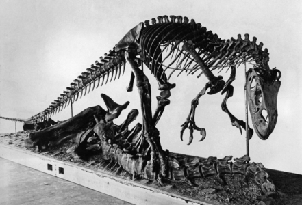 Skeleton of an Allosaurus, 1927