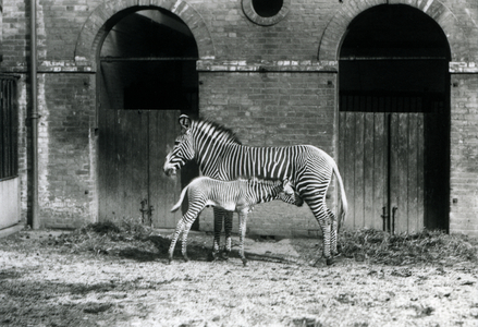 An Endangered Grevy's/Imperial Zebra, standing feeding her 4 day old foal, in their paddock at London Zoo in August 1927 (b/w photo)