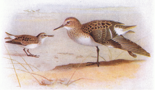 Little Stint, from Birds of the British Isles and Their Eggs published by Frederick Warne & Co Ltd, 1958 (colour litho)
