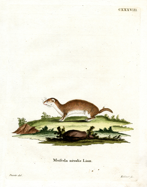 Least Weasel (coloured engraving)