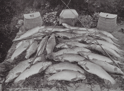 Australia: English Trout caught in the Great Lake (30 miles by 8 miles; 3,400 ft above sea level), Tasmania (b/w photo)