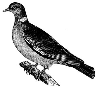 Wood Pigeon