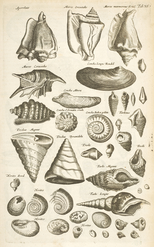 Tab XI, Various shells, Illustration from from 'Historiæ naturalis de quadrupetibus', 1657 (engraving)