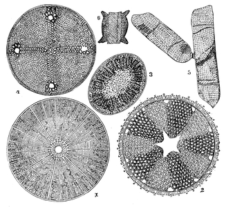 Infusoria