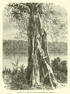 "Ovouncha", a species of Fig-tree, near the Gaboon (engraving)