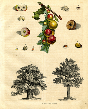 Oak Trees and Fly Agaric Mushrooms with Developmental Stages (hand-coloured litho)