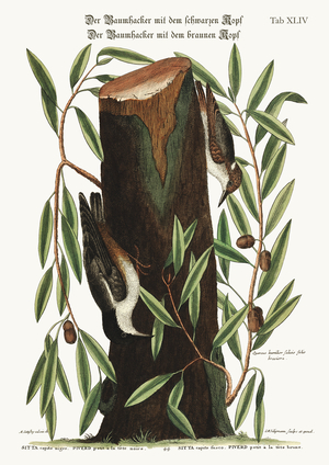 The Nuthatch. The small Nuthatch, 1749-73 (coloured engraving)