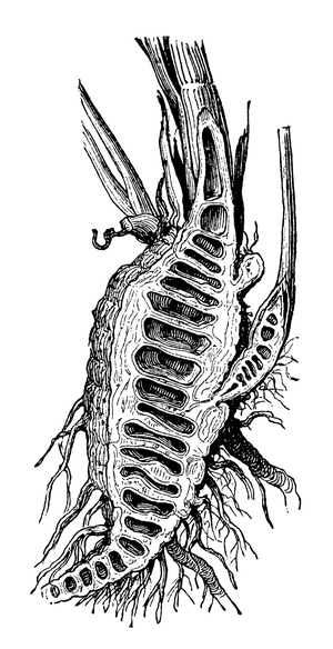 Water hemlock: longitudinal section through the rhizome