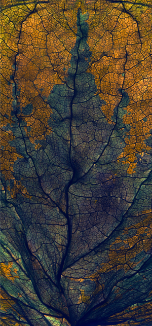 Coleus Window, 2008 (digital photogram, digital original print)