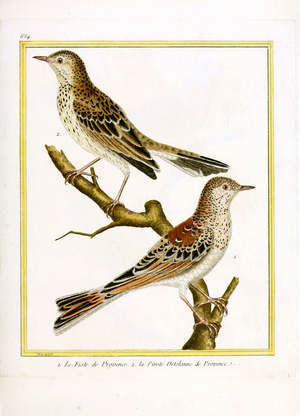 Provence Finch and Provence Bunting (print)