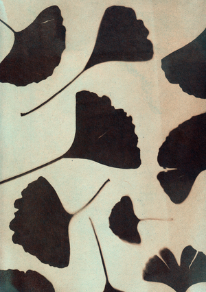 Ginkgo biloba, 2023 (cyanotype, mixed media)